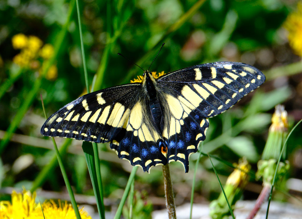 Eastern Tiger Swallowtail